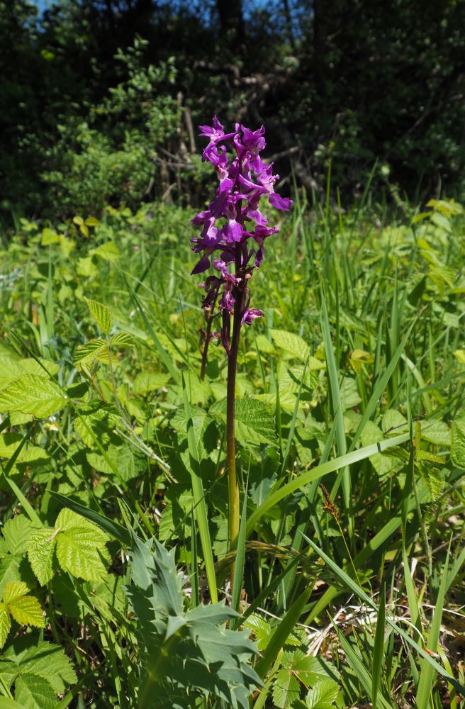 Orchis mâle dans son environnement