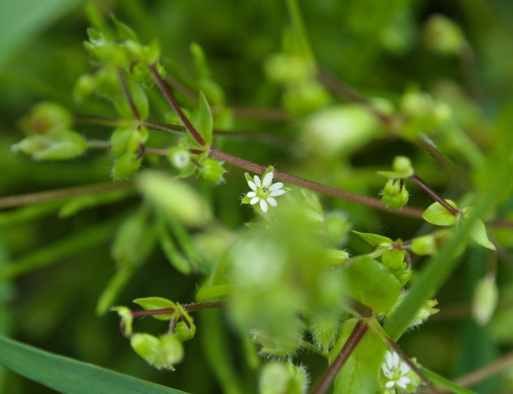 Fleur et tige de mouron des oiseaux