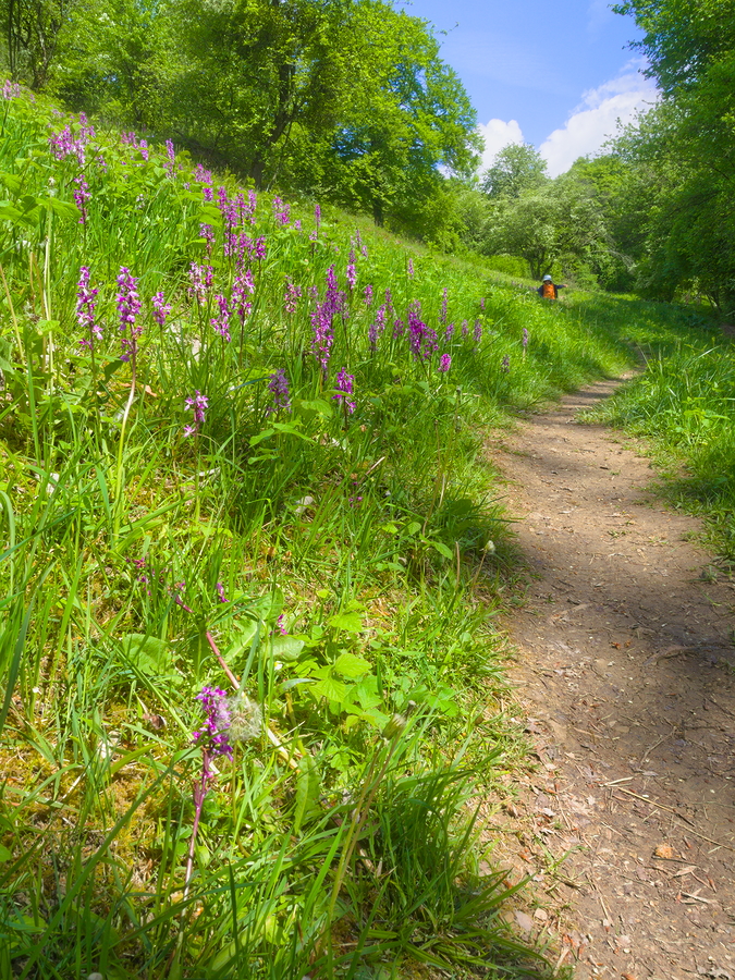 Sentier soleil bordant prairie à orchidées